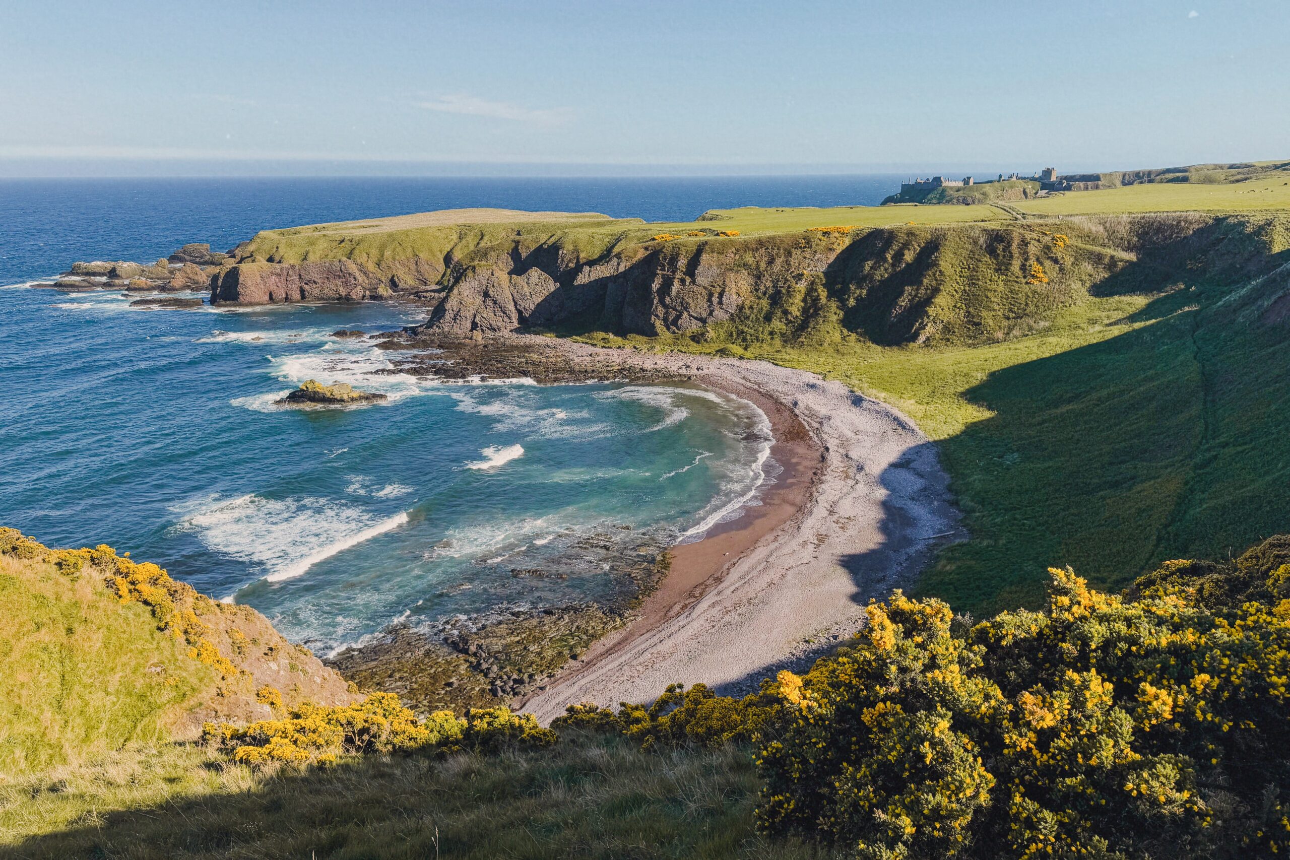 Bright yellow wildflowers and sparkling sea along the cliffs in Stonehaven